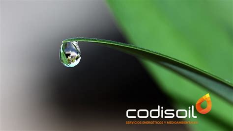 codisoil|Codisoil